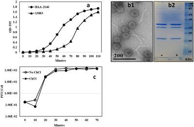 Frontiers A Klebsiella Pneumoniae NDM 1 Bacteriophage Adaptive   1100607 Thumb 400 